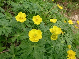 シナノキンバイ(キンポウゲ科)