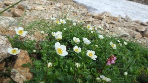 丸山付近のチングルマは今が見ごろ♪