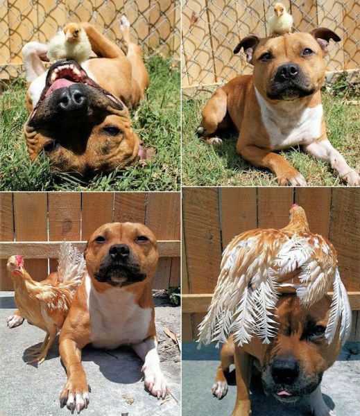 daily_picdump_1473_640_58