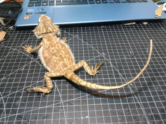 lifelike_bearded_dragon_made_out_of_cardboard_640_21