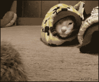 3gifłW߂Ă݂XYouTube>7{ ->摜>1495 
