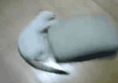 3gifłW߂Ă݂XYouTube>7{ ->摜>1495 