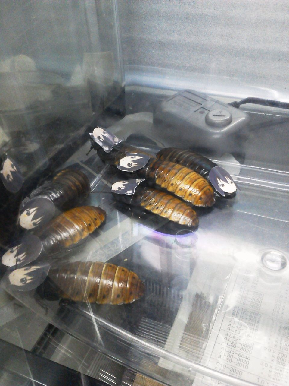 ۑō̉摜]ڂX 145 ؋YouTube>9{ ->摜>657 