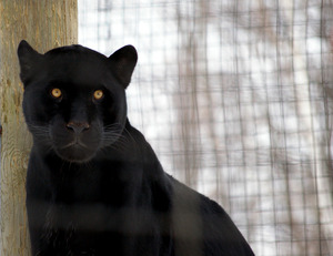 cool-free-wallpaper-wildlife-black-jaguar-Property1