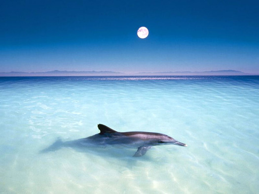 Moonlight20Dolphin