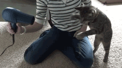 3gifłW߂Ă݂XYouTube>7{ ->摜>1495 