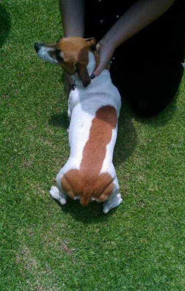 dick-dog