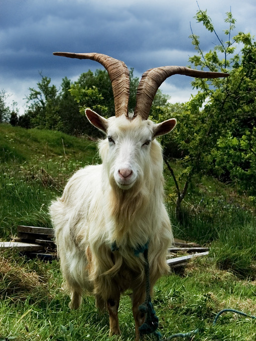 Irish_Goat