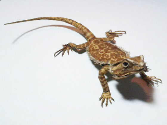 lifelike_bearded_dragon_made_out_of_cardboard_640_02