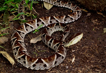 bothrops_asper