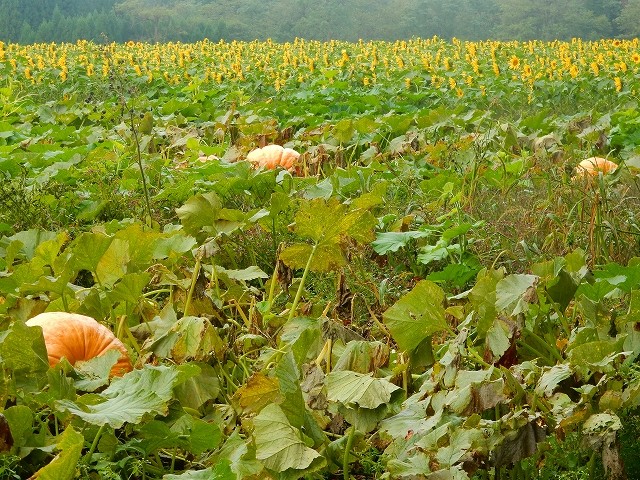 DSCN5572