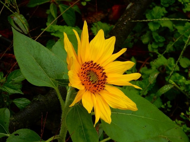 DSCN5564