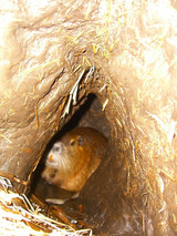 穴4