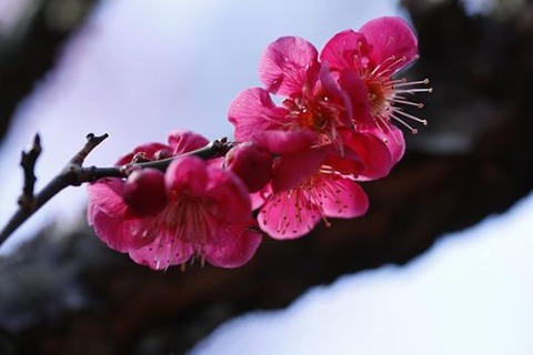 紅梅（相澤宏至さん）