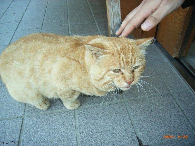 実は滝の守り神です