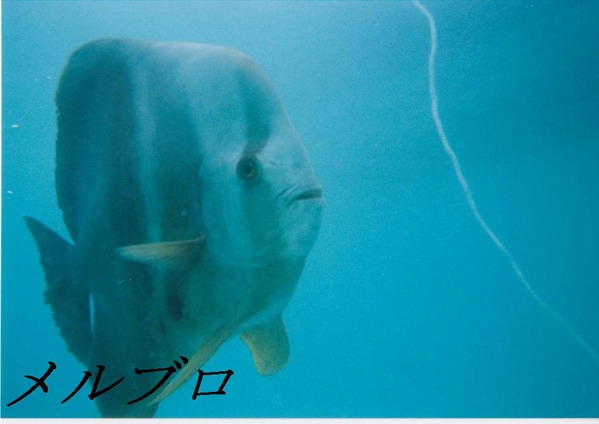 グリーン島