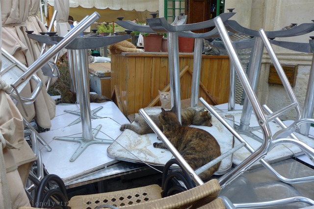 マルタ猫 Malta cats