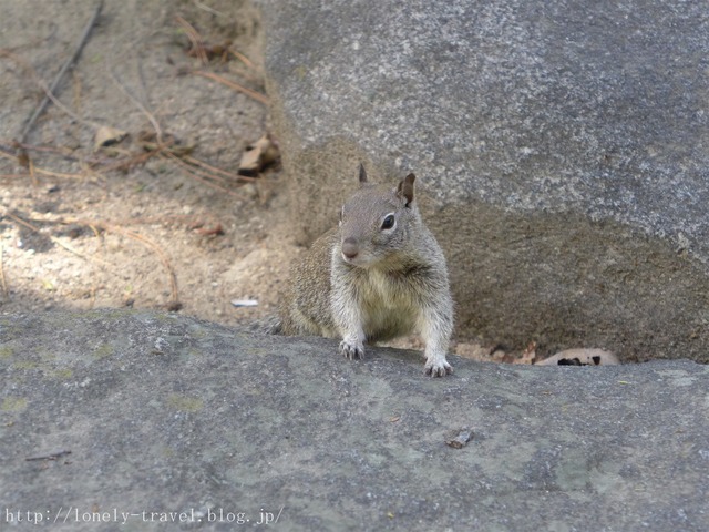 世界遺産ヨセミテ国立公園 Yosemite4