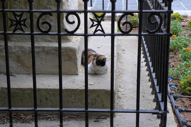 マルタ猫 Malta cats