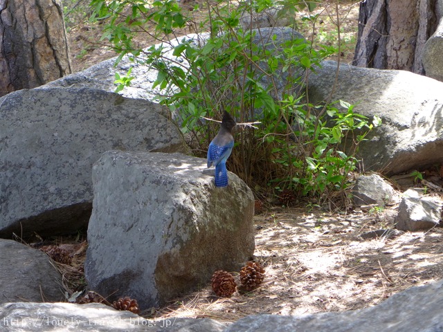 世界遺産ヨセミテ国立公園 Yosemite8