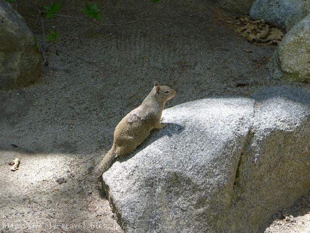 世界遺産ヨセミテ国立公園 Yosemite3