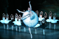 swan