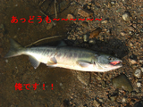 BlogPaint