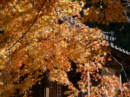 明月院(1)