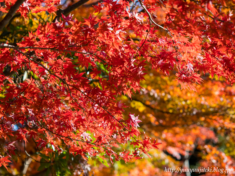 鎌倉 源氏山公園の紅葉:2017年11月26日 : 悠々自適生活 鎌倉 源氏山公園の紅葉:2017年11月26日 : 悠々自適生活