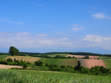 丘の風景