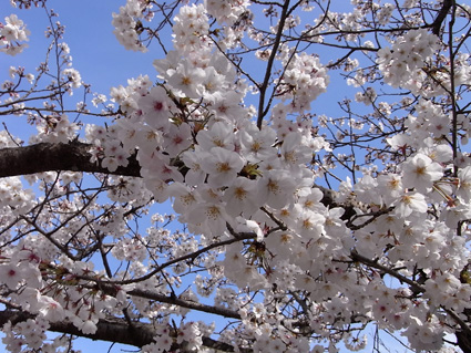 太宰府天満宮の桜