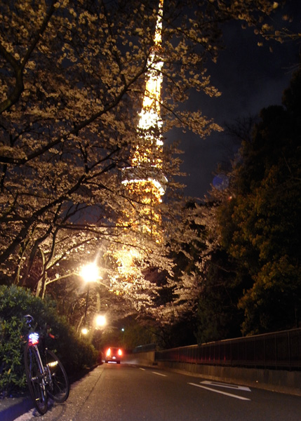 芝増上寺の桜