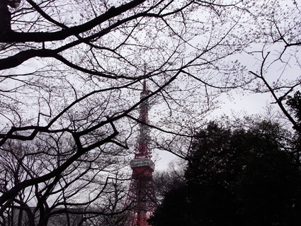 増上寺の桜2分咲き
