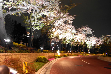 ミッドタウンの桜