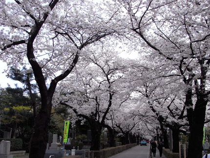 青山霊園の桜