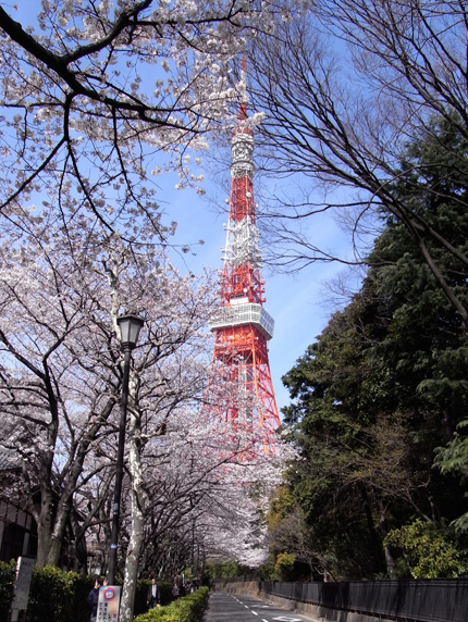 東京タワーと桜