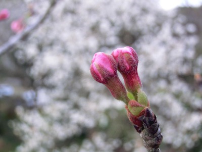 201203221612