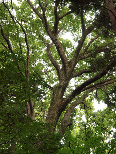 4b76618d.jpg