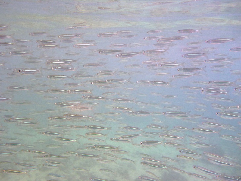 P1000316a_800