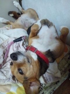 犬