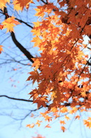 IMG_5162 のコピー