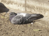 hato