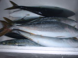 a9e15a61.jpg