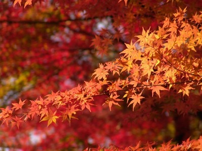 11月イメージ画像
