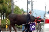 今宮祭_控えの牛