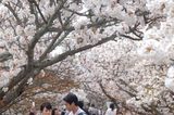 桜苑DSC_0357