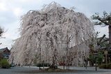 阿亀桜