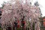 水火天満宮紅枝垂桜