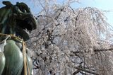 狛犬大石桜を睨むの図