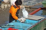 広沢池_ふな水揚げ_かご_疲れた振り